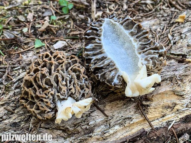 Graue Speisemorchel, Morchella vulgaris