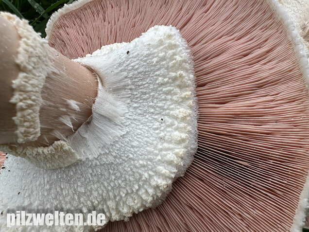 Großsporiger Riesenchampignon, Agaricus urinascens