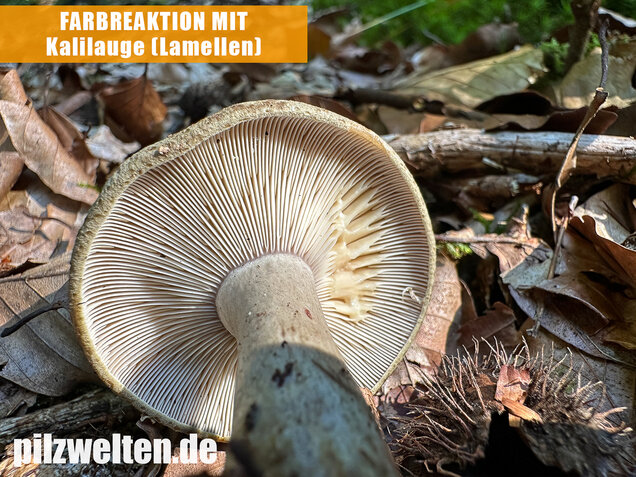 Graugrüner Milchling, Lactarius blennius