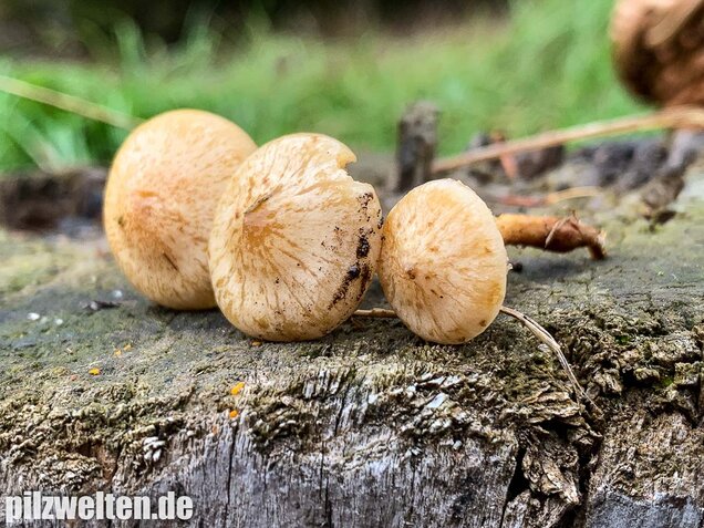 Gummischüppling, Pholiota gummosa