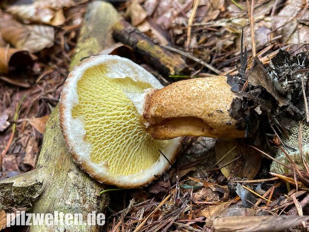 Hohlfußröhrling, Suillus cavipes