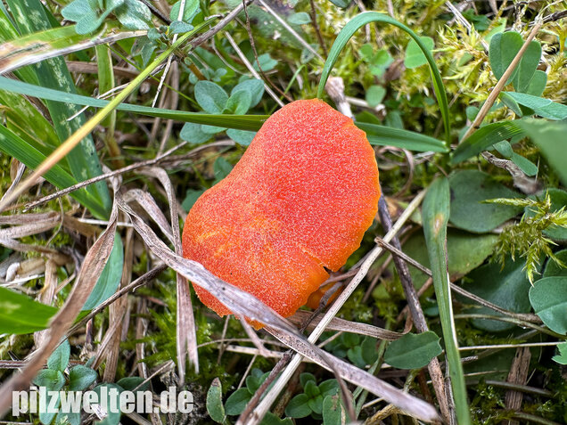 Kalkliebender Filzsaftling, Kalkholder Saftling, Hygrocybe calciphila