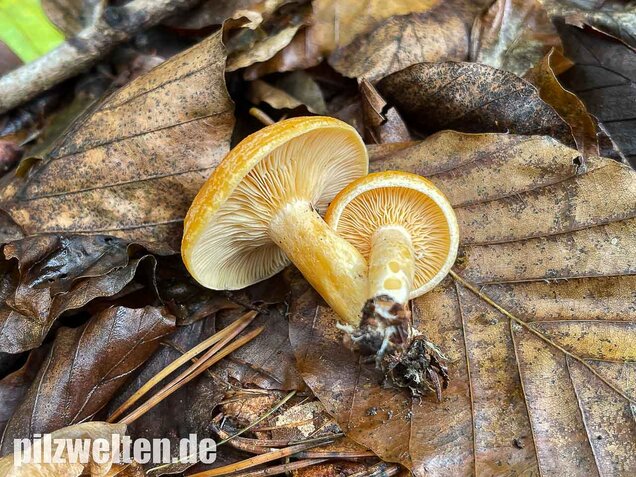 Lärchenmilchling, Lactarius porninsis
