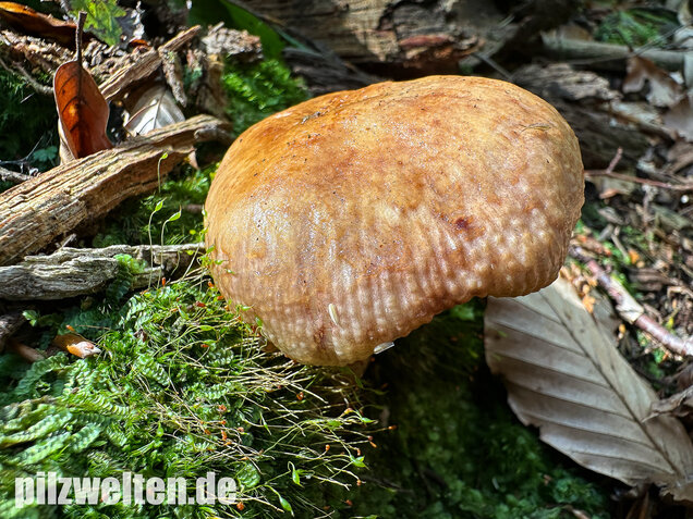 Morsetäubling, Marzipantäubling, Russula illota