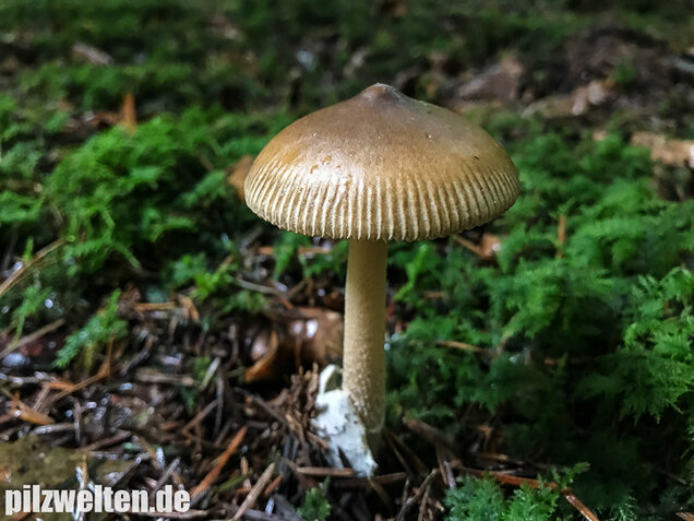 Olivgrauer Scheidenstreifling, Amanita olivaceogrisea