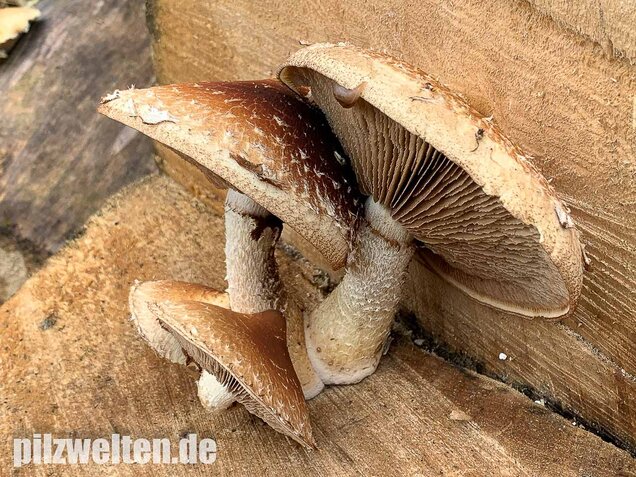 Pappelschüppling, Pholiota populnea