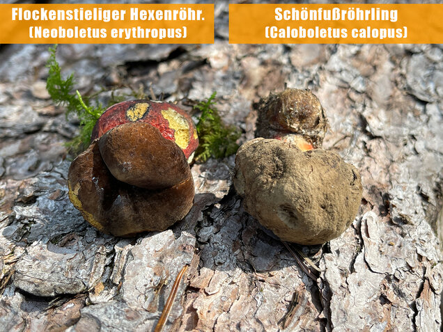 Flockenstieliger Hexenröhrling, Neoboletus erythropus