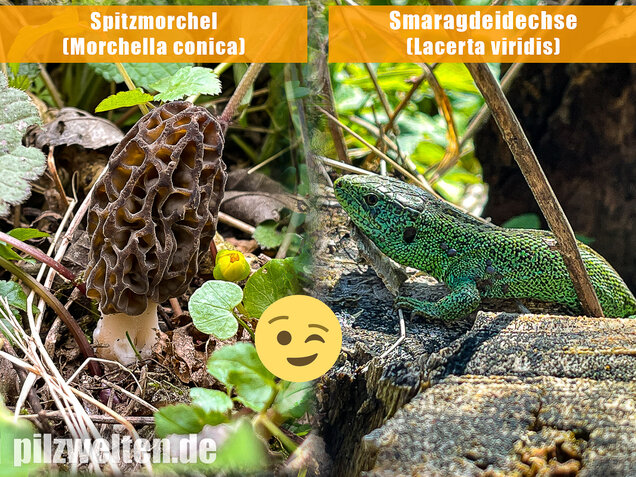 Spitzmorchel, Morchella elata, Morchella conica