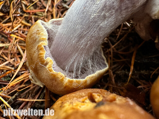 Purpurfleckender Klumpfuß, Thaxterogaster purpurascens