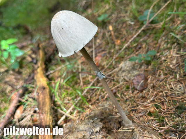 Ringdüngerling, Beringter Düngerling, Panaeolus semiovatus