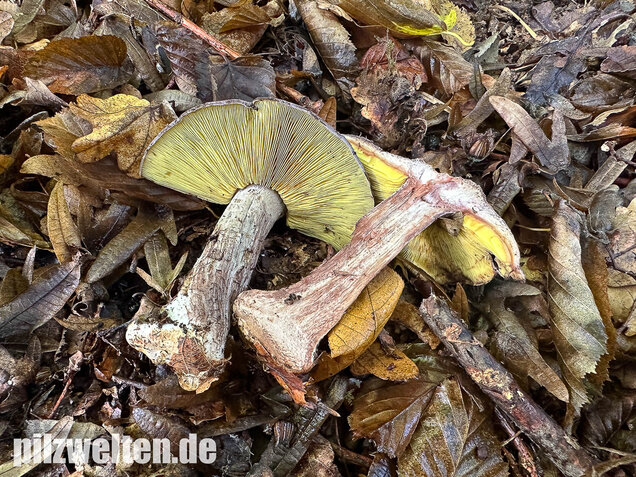 Gelbblättriger Rasling, Rötender Schönkopf, Calocybe favrei