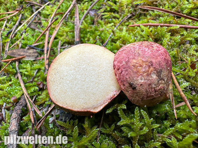 Rötlicher Wurzeltrüffel, Rhizopogon roseolus