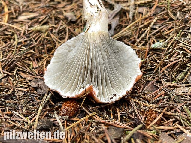 Rosenroter Gelbfuß, Gomphidius roseus