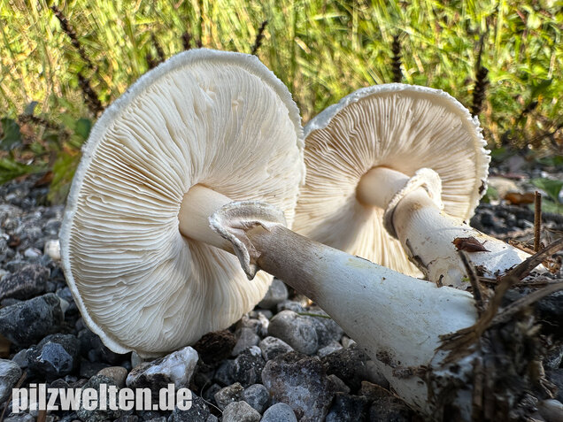 Seidiger Egerlingsschirmling, Leucoagaricus holosericeus