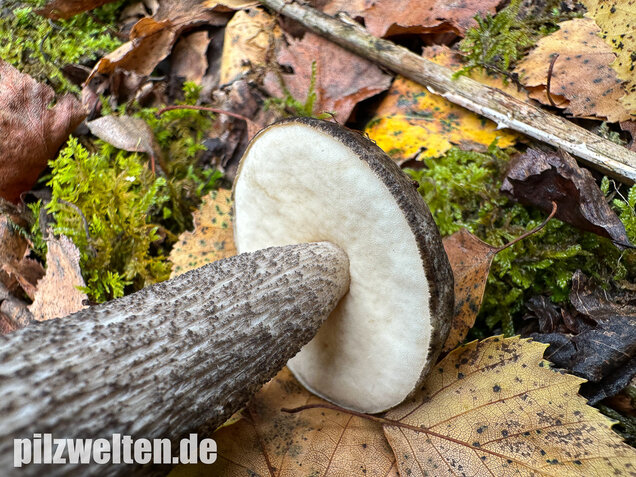 Vielverfärbender Birkenpilz, Leccinum variicolor