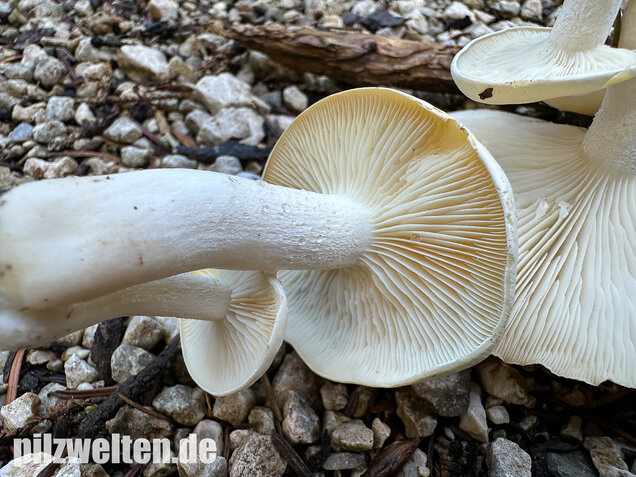 Weißer Büschelrasling, Leucocybe connata