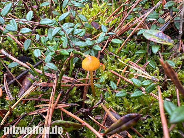 Gesäumter Häubling, Moorhäubling, Galerina paludosa