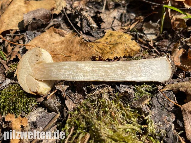 Wollstieliger Raufußröhrling (weiße Form), Leccinum cyaneobasileucum
