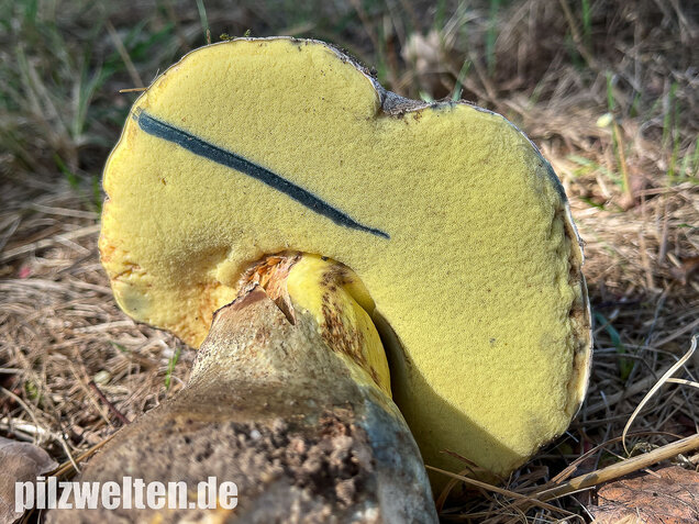 Wurzelnder Bitterröhrling, Caloboletus radicans