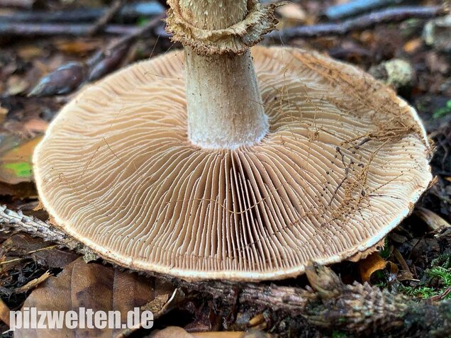 Wurzelnder Marzipanfälbling, Hebeloma radicosum