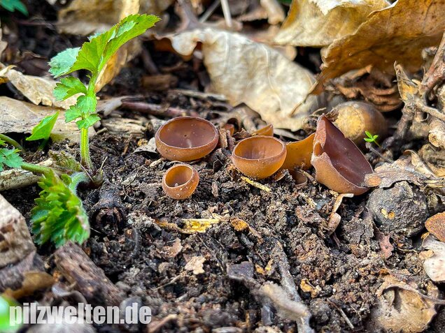 Anemonenbecherling, Sklerotienbecherling, Dumontinia tuberosa