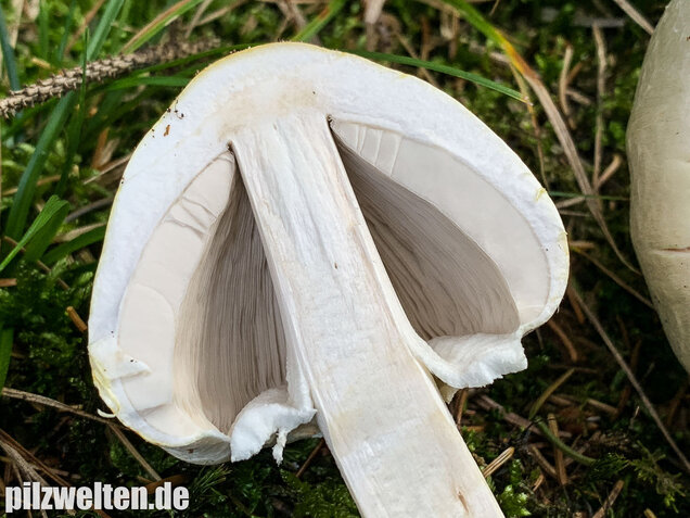 Dünnfleischiger Anischampignon, Agaricus silvicola