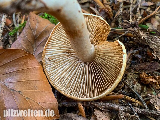 Bitterster Schleimfuß, Cortinarius vibratilis