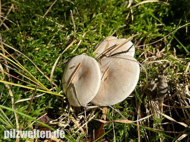 Bleiweißer Trichterling, Fichtentrichterling, Clitocybe phyllophila