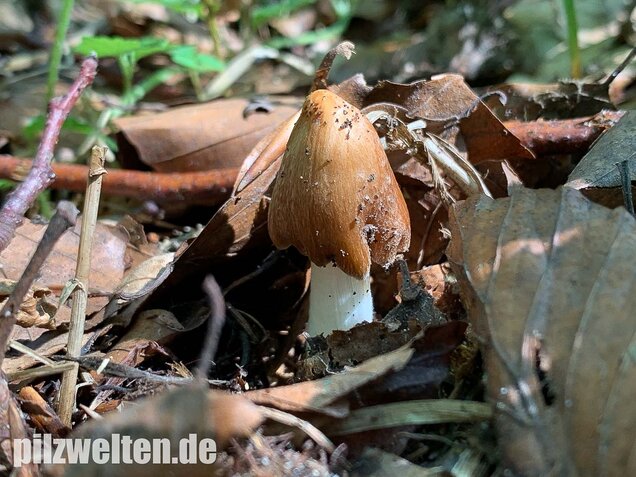 Braunstreifiger Risspilz, Inocybe fuscidula