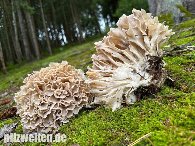Breitblättrige Glucke, Sparassis brevipes