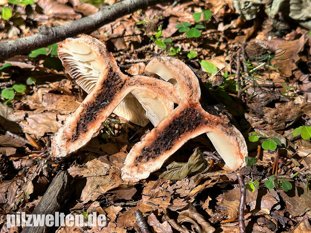 Dickblättriger Schwärztäubling, Russula nigricans