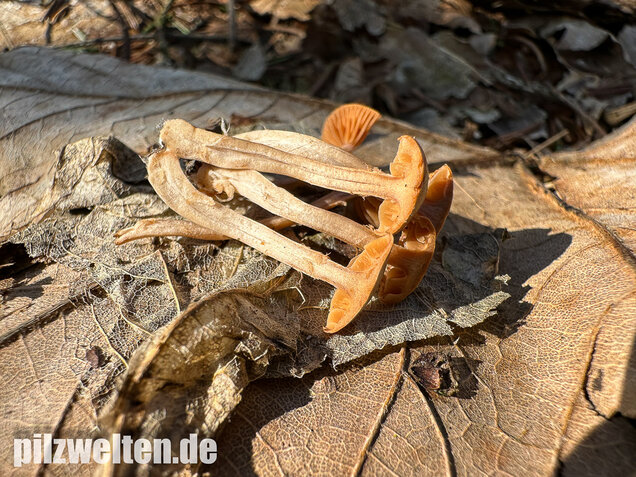 Flockiger Trompetenschnitzling, Tubaria conspersa