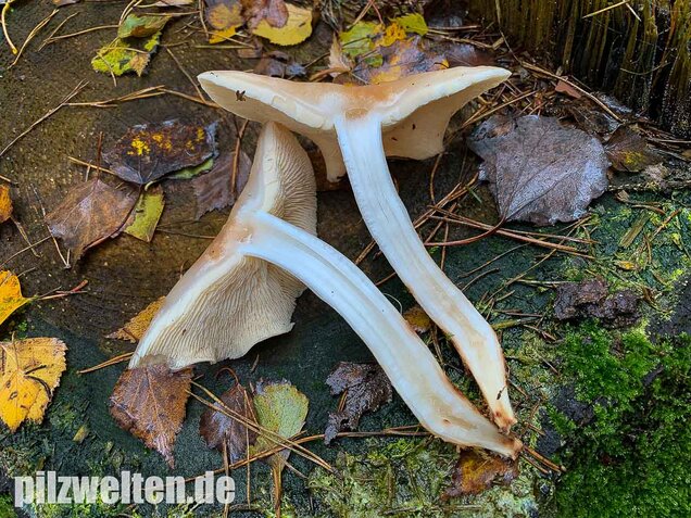 Gefleckter Rosasporrübling, Rhodocollybia maculata