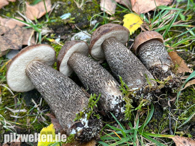 Gemeiner Birkenpilz, Langfuß, Birkenraufuß, Leccinum scabrum