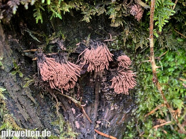 Gemeines Fadenkeulchen, Stemonitis axifera