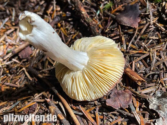 Geriefter Weichtäubling, Russula nauseosa