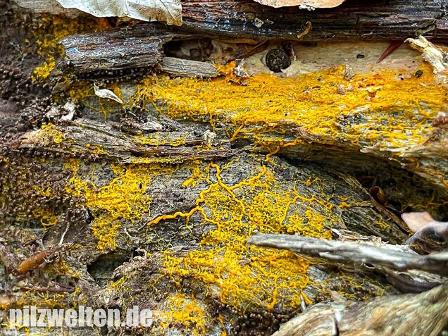 Gitterschleimpilz, Physarum polycephalum