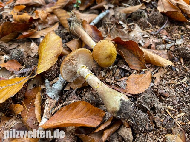 Laubholzhallimasch, Armillaria gallica