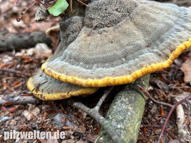 Nadelholzbraunporling, Phaeolus schweinitzii