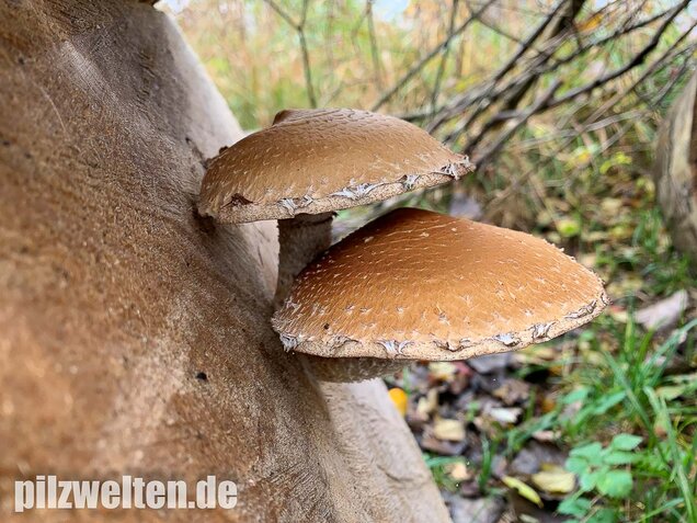 Pappelschüppling, Pholiota populnea