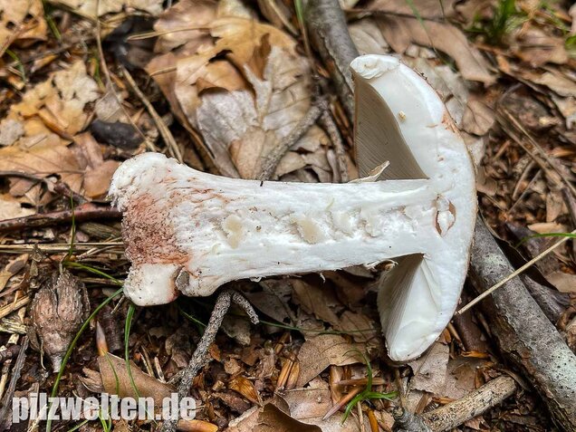Perlpilz, Rötender Wulstling, Amanita rubescens