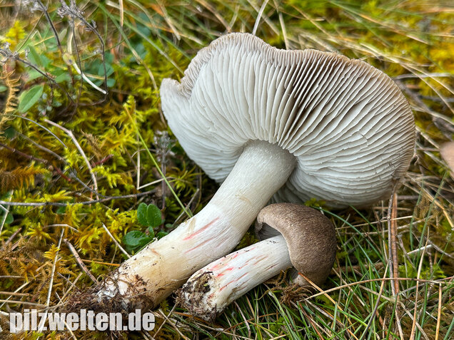Rötender Erdritterling, Tricholoma orirubens