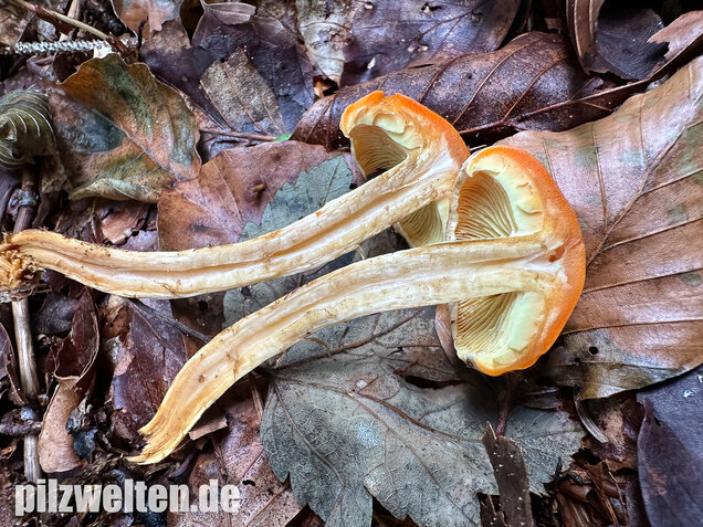 Safranroter Schüppling, Safranschüppling, Pyrrhulomyces astragalinus