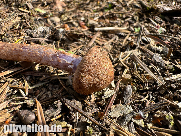 Schuppiger Dickfuß, Cortinarius pholideus