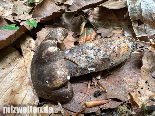 Schwarzweißer Rußporling, Boletopsis leucomelaena