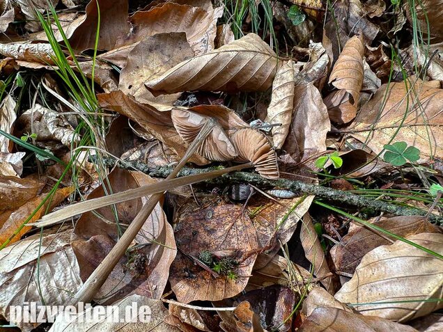 Traniger Rötling, Gebrechlicher Glöckling, Entoloma hirtipes