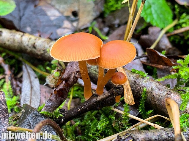 Gemeiner Trompetenschnitzling, Tubaria furfuracea