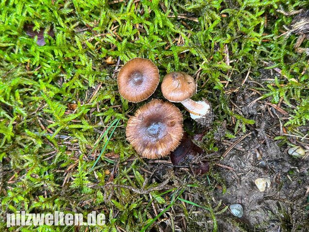 Rübenfüßiger Risspilz, Inocybe napipes
