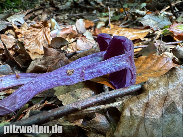 Violetter Lacktrichterling, Laccaria amethystina