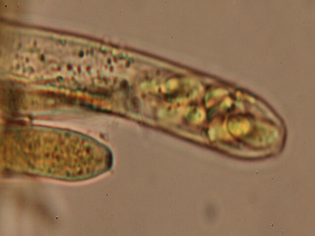 Weiden-Stängelbecherchen, Hymenoscyphus conscriptus